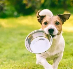 Tigelas tradicionais, comedouro lento para cachorro ou uma versão automática: qual é a melhor opção?