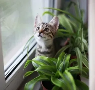 Alguns gatos são fascinados por plantas... mas o tutor precisa tomar alguns cuidados!