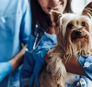 Você sabe quais exames são essenciais para checar a saúde do seu cachorro?