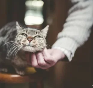 Gato idoso: a rotina do bichano pode precisar de adaptações durante a velhice