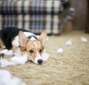 Veja o que fazer com cachorro bagunceiro e como melhorar esse comportamento canino