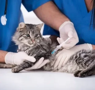 As vacinas para gatos devem fazer parte dos cuidados com o seu bichano