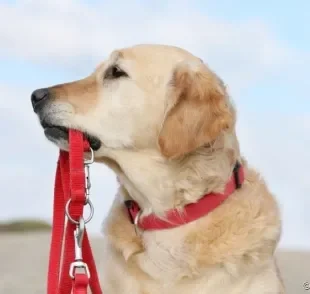 Saiba tudo sobre a coleira de cachorro e como escolher a melhor para o seu amigo!