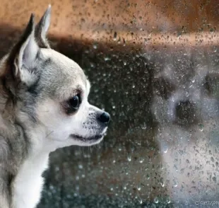 Cachorro com medo de chuva e trovão? Saiba o que fazer para deixá-lo mais calmo nessas horas!