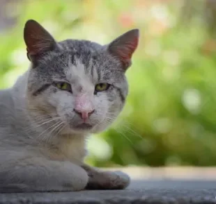 Gato tem Azheimer? Saiba mais sobre a disfunção cognitiva felina