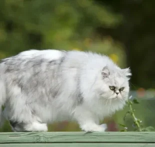 O gato com hipotireoidismo tende a ficar acima do peso