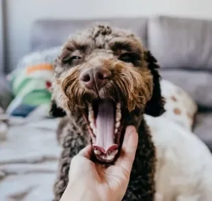 Cachorro bocejando muito: esse simples comportamento canino não significa apenas sono