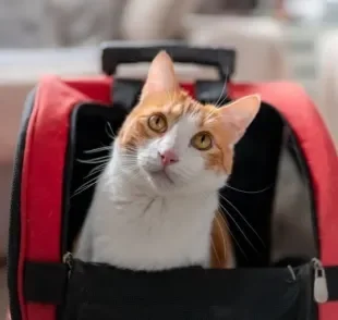 A mochila de gato pode trazer mais conforto para a rotina do bichano (e praticidade para o tutor também!)