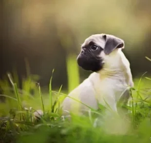 Algumas raças de cachorro não demandam uma rotina intensa de atividades físicas