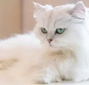 Uma das cores de gato Persa mais comuns é a branca