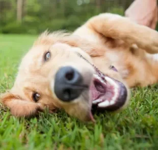 Labrador, Golden Retriever, Poodle e outros: veja quais são os cachorros mais dóceis do mundo! 