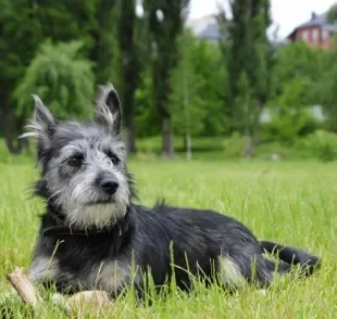  Conheça algumas raças de cachorro conhecidas pela alta expectativa de vida 