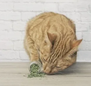Erva de gato: para que serve, os efeitos da plantinha e como usá-la no dia a dia com seu pet