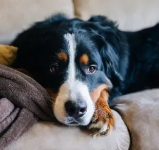 Cachorro deprimido ou ansioso? Saiba quando um psicólogo de cachorro pode ajudar!