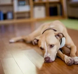 Cachorro com secreção saindo do pênis é grave? Descubra a seguir!