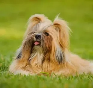 O Shih Tzu é muito popular e companheiro: saiba mais sobre esse cãozinho amado pelos brasileiros!