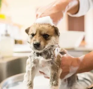 Saiba como dar banho em cachorro, os produtos mais indicados e quais cuidados são necessários