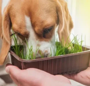 Seu cachorro come grama? Talvez seja uma boa ideia plantar algumas dentro de casa!