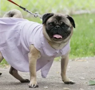 Vestido para cachorro: como escolher o melhor modelo?