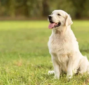 Golden Retriever: conheça as principais características dessa raça de cachorro tão querida
