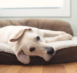 A l eishmaniose canina pode debilitar bastante o organismo do cachorro 
