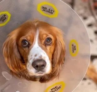 A castração de cachorro é um procedimento super indicado. Saiba mais!