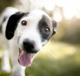 Chegou a hora de desvendar algumas curiosidades sobre cachorros!