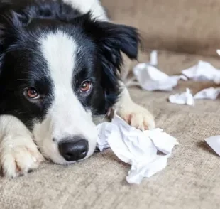 Veja alguns comportamentos caninos que indicam a necessidade de um adestrador de cachorro