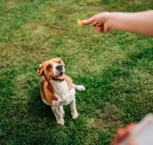 Os petiscos para cachorro são aliados no processo de adestramento, mas é preciso tomar alguns cuidados