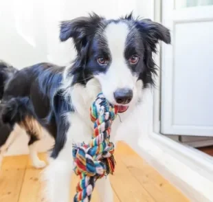 Educar cachorro filhote é um grande desafio, mas não é impossível