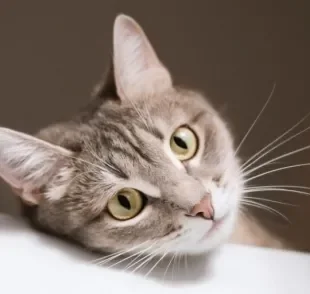  O bigode do gato está presente em muitos processos da rotina do animal, como a comunicação e o equilíbrio 