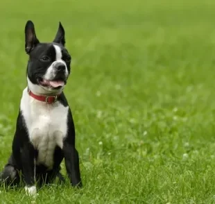 Boston Terrier: conheça este cachorro de raça pequeno que vai fazer você se apaixonar! 