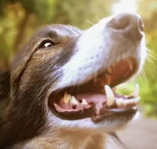 Cachorro sente dor de dente, e por isso é muito importante ficar atento ao sorriso do seu amigo