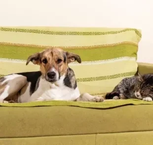 A capa de sofá para cachorro protege o móvel de xixi, vômitos e até destruição