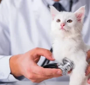 A cardiomiopatia hipertrófica felina causa alterações no músculo do coração