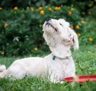 Você já se perguntou qual o cheiro que cachorro não gosta? Descubra alguns deles abaixo! 