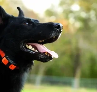  Coleira de choque para cachorro é uma boa opção para o seu pet? Entenda! 