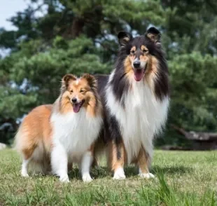 As raças Collie e Pastor-de-shetland são bem semelhantes, mas é claro que cada uma tem suas particularidades. Veja abaixo!