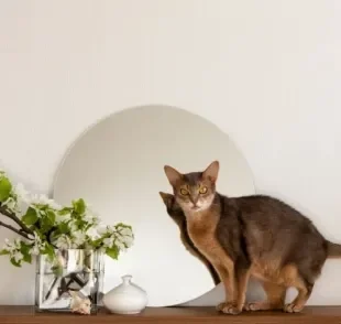 Veja ótimas dicas para combinar as prateleiras para gatos com a decoração da sua casa