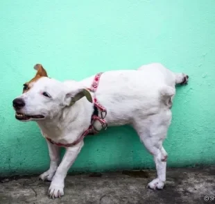 Cachorro fazendo xixi pela casa? Saiba por que e como evitar que isso aconteça