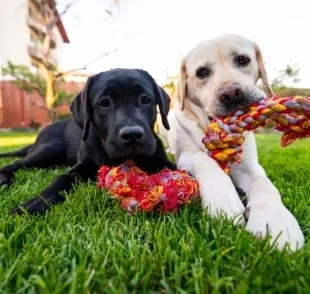 O comportamento canino pode dizer muito sobre a personalidade do seu cãozinho!