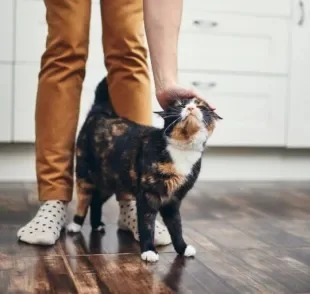 O gato segue o dono pela casa por diversos motivos