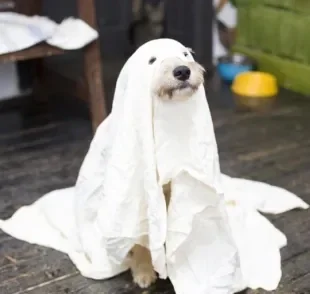 Fantasias de Halloween para cachorro: se prepare para ficar apaixonado pelas ideias que separamos!