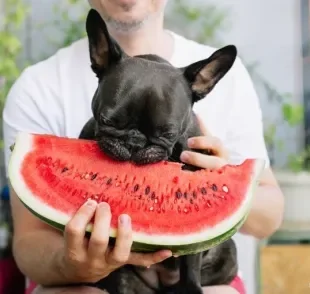 Descubra a seguir quais frutas que cachorro pode comer e qual é a melhor forma de oferecê-las! 