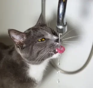 Você sabia que gato sente calor? Descubra como amenizar os efeitos da alta temperatura no seu bichano!