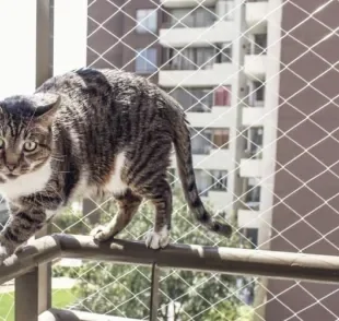 O gato na janela precisa de segurança e conforto!