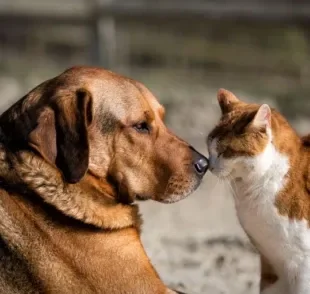 Outubro rosa pet: saiba mais sobre a conscientização do câncer de mama em cadelas e gatas