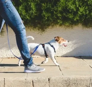 Passear com o cachorro em dias muito quentes requer cuidados especiais. Saiba quais!