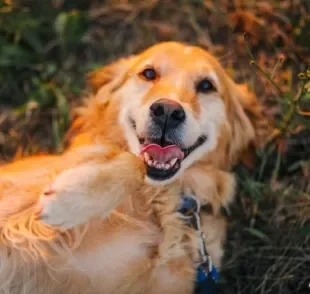 Raças de cachorro obedientes: do Golden Retriever ao Doberman