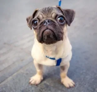 Além da genética, o formato dos olhos e focinho podem influenciar na saúde ocular do cachorro